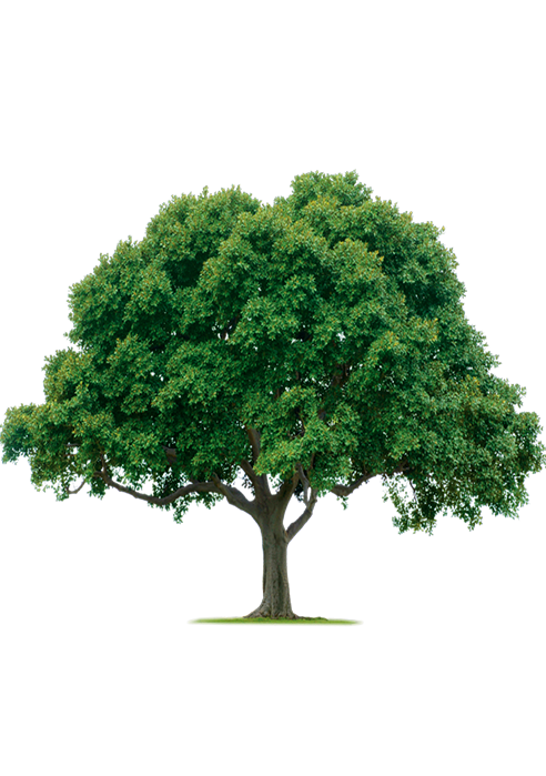 About Holisticare Behavioral Health Services