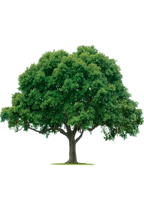 About Holisticare Behavioral Health Services